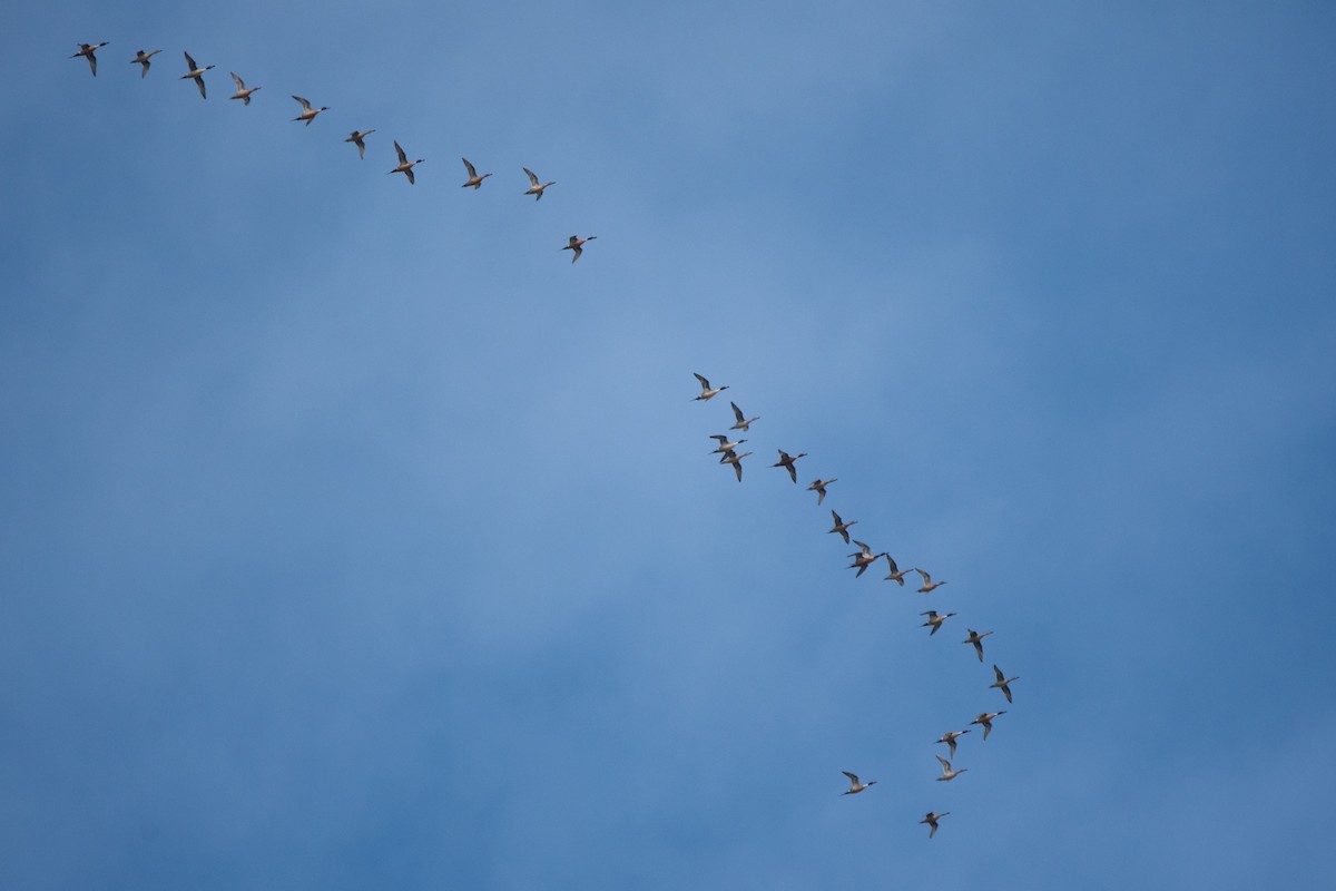 Northern Pintail - ML647012315