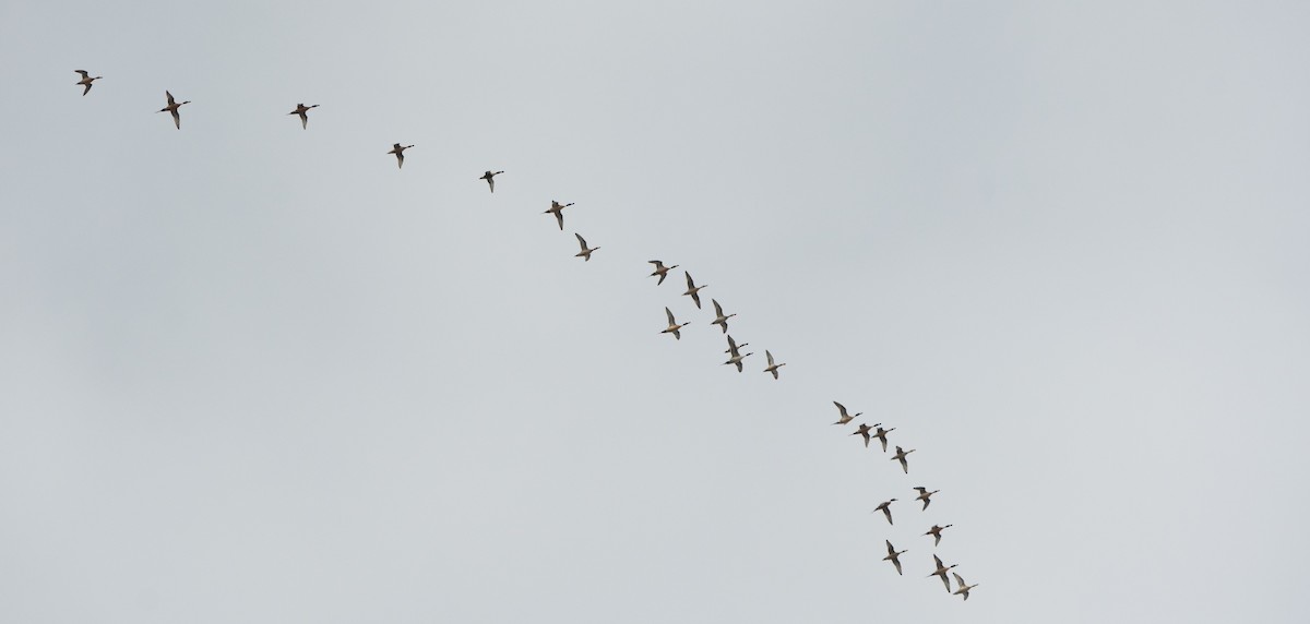 Northern Pintail - ML647012317