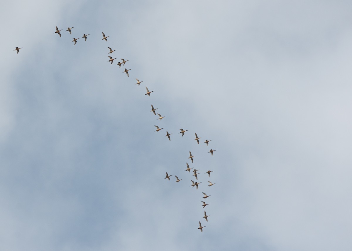 Northern Pintail - ML647012318