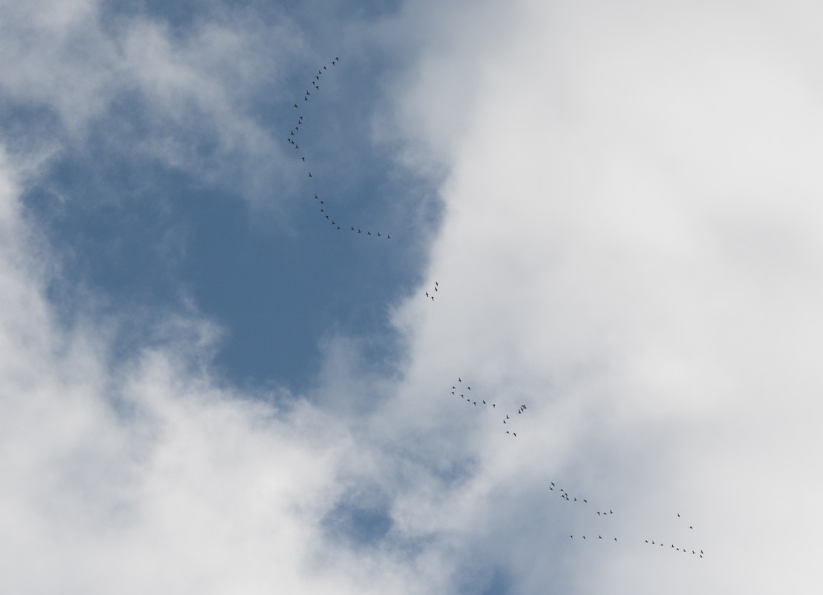 Northern Pintail - ML647012323