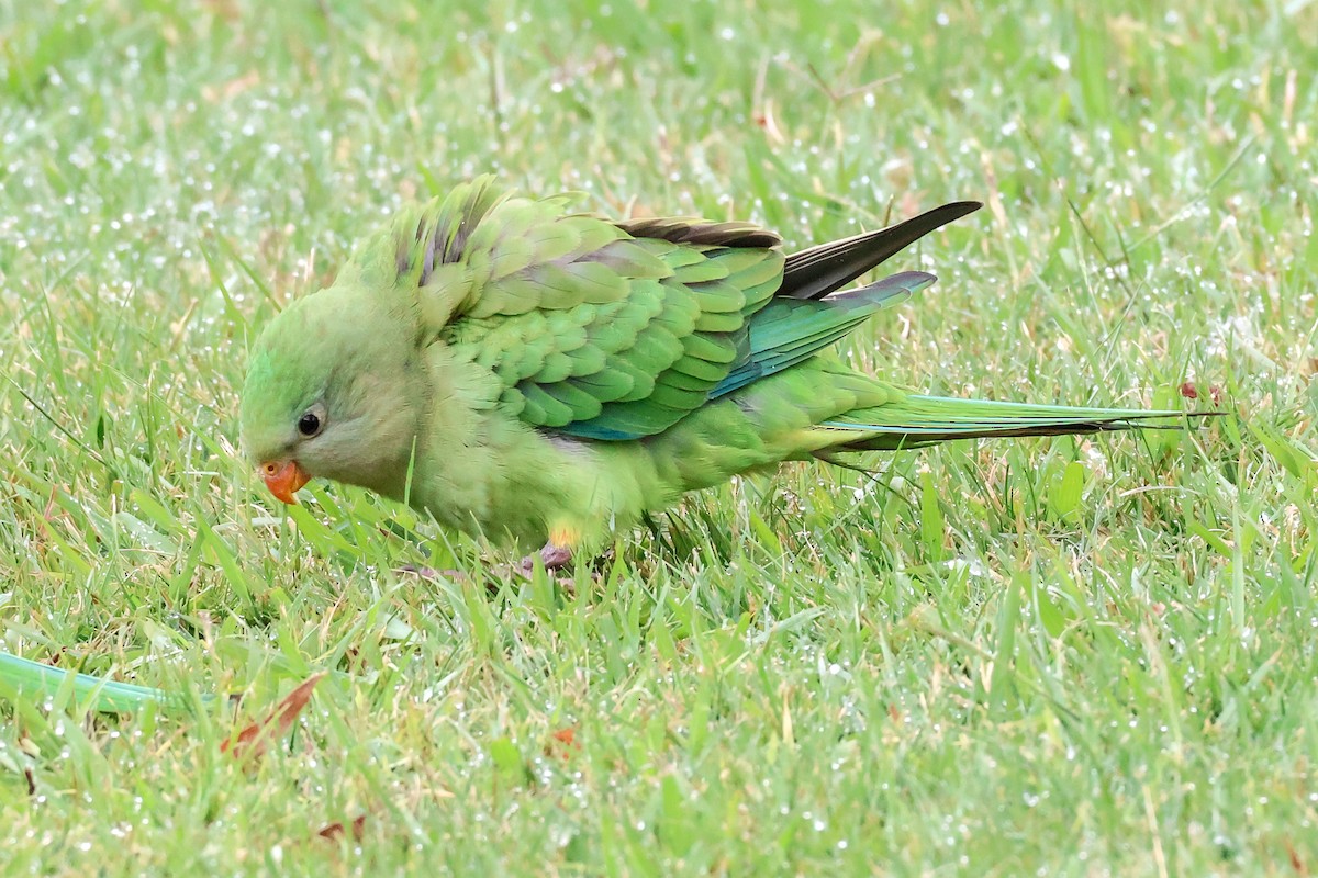 Superb Parrot - ML647012325