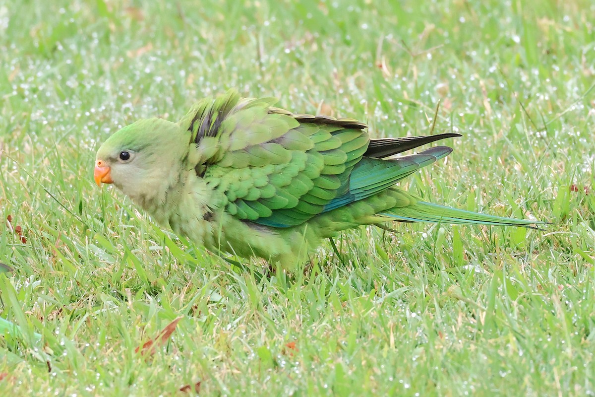Superb Parrot - ML647012326