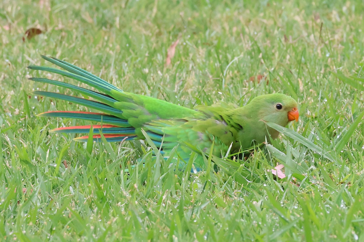 Superb Parrot - ML647012328