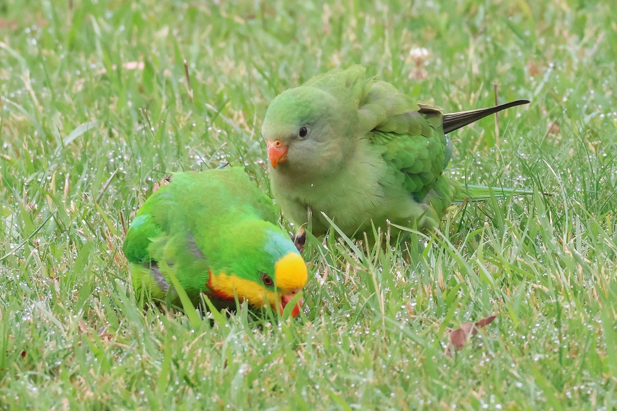 Superb Parrot - ML647012331