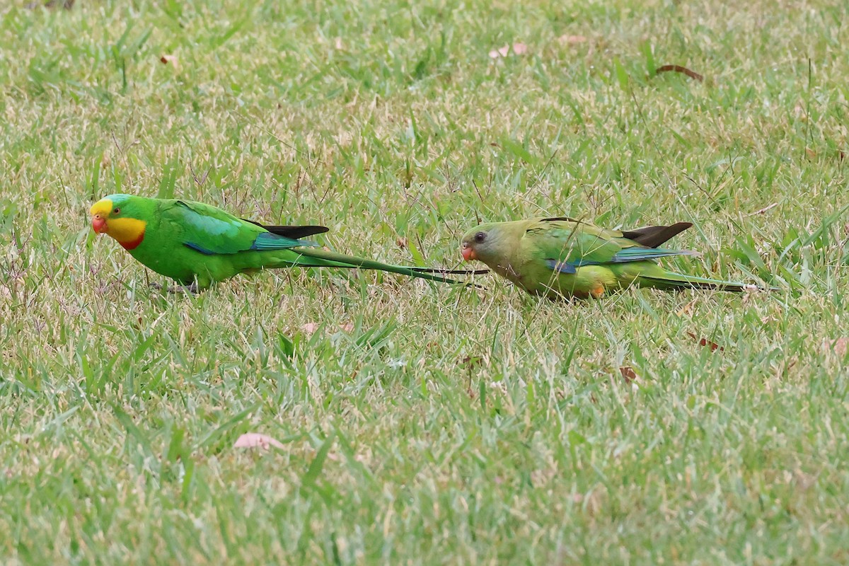 Superb Parrot - ML647012332