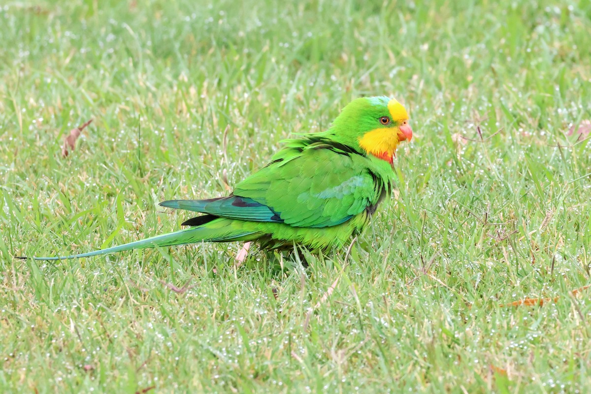 Superb Parrot - ML647012333