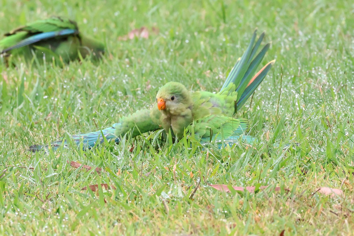 Superb Parrot - ML647012334