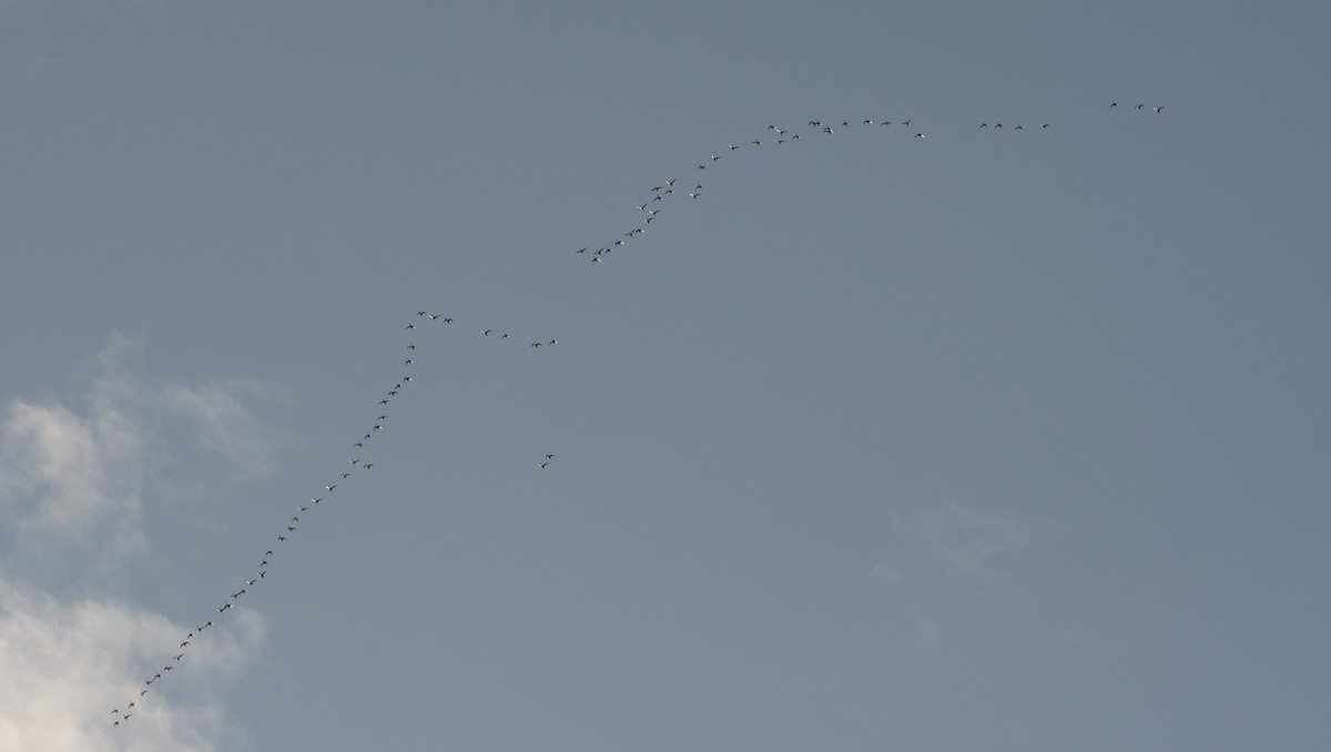 Northern Pintail - ML647012335