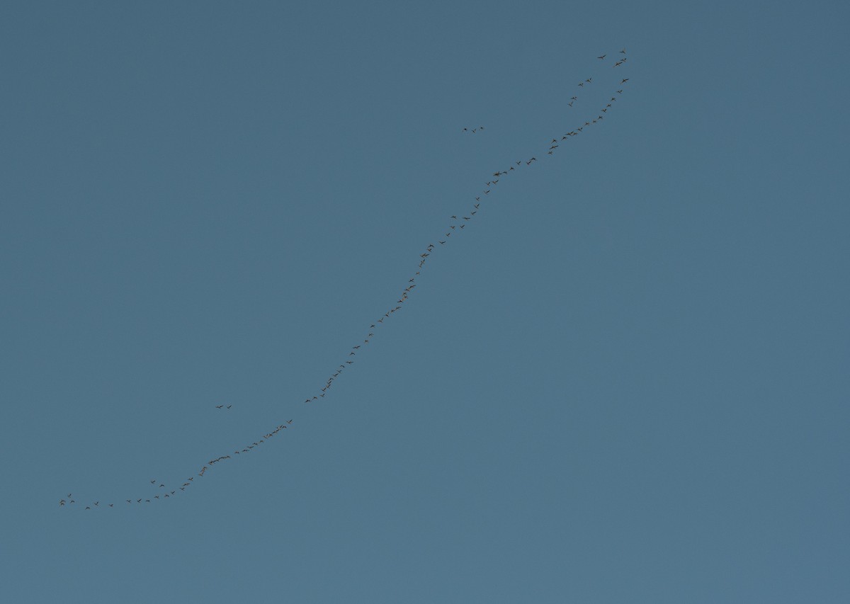 Northern Pintail - ML647012336