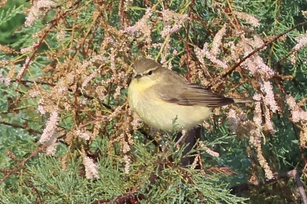 løvsanger - ML647012343