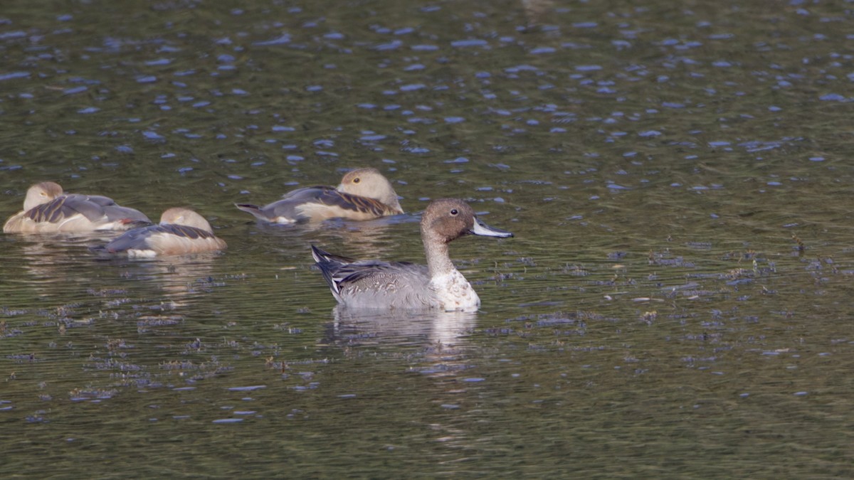 Шовтгор алаг нугас - ML647012363