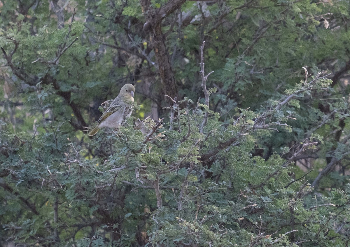 Rüppell's Weaver - ML647012365