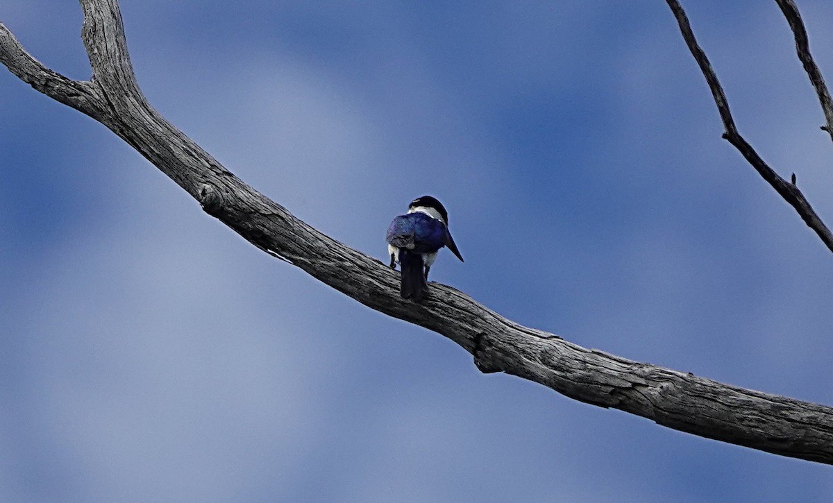 Forest Kingfisher - ML647012369