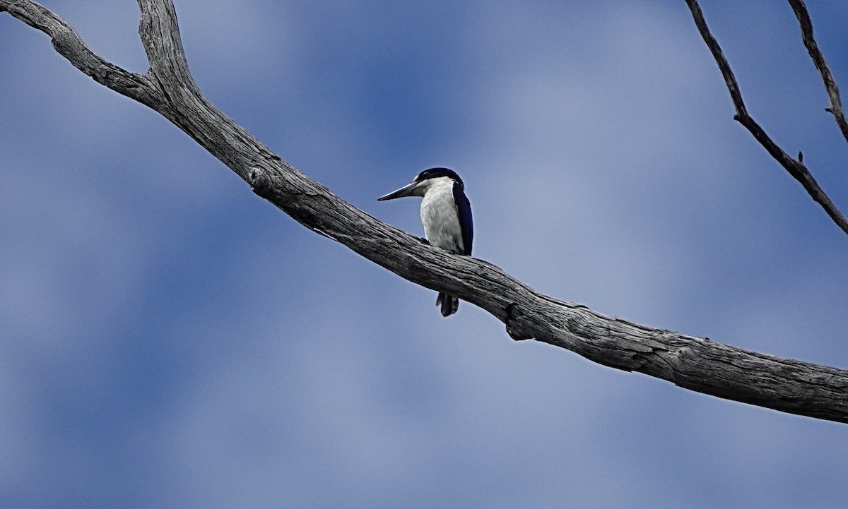 Forest Kingfisher - ML647012370