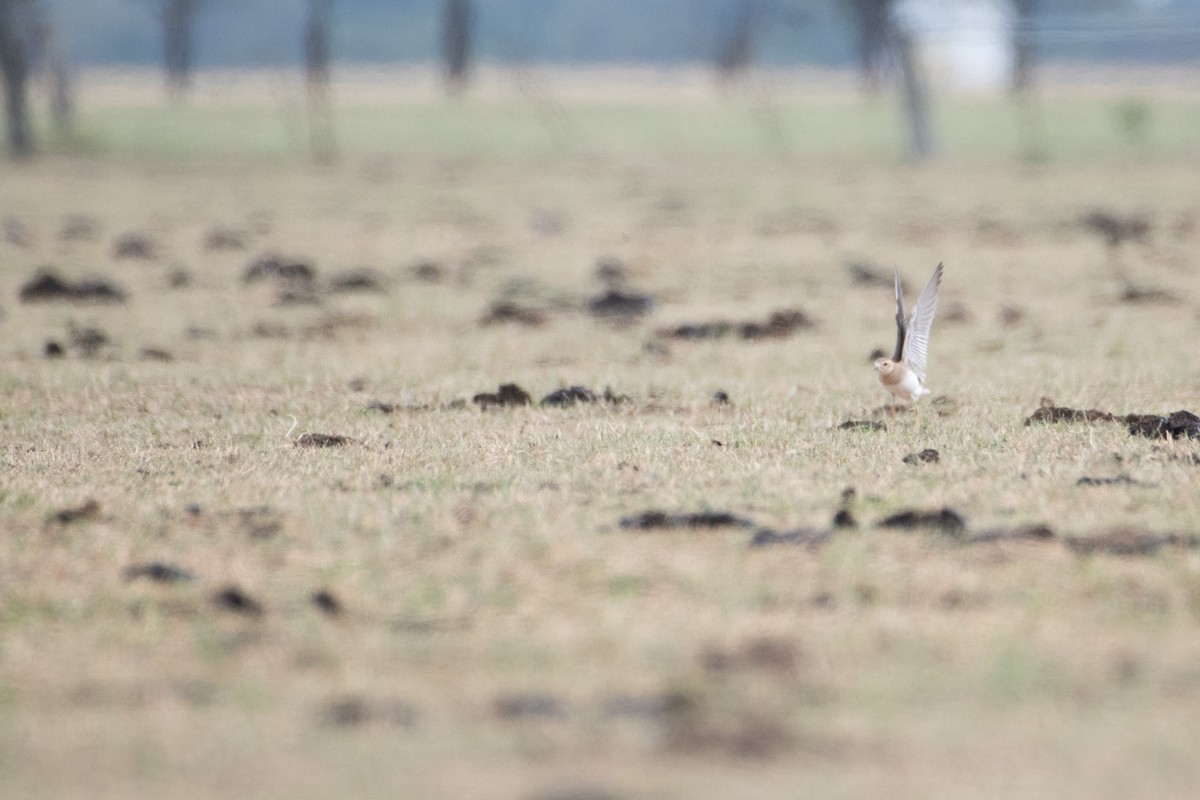 Пісочник довгоногий - ML647012372