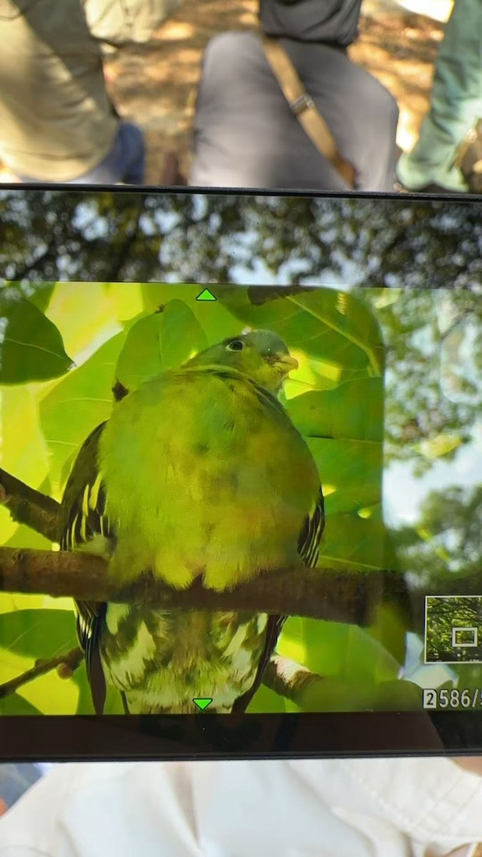 Kalın Gagalı Yeşil Güvercin - ML647012374