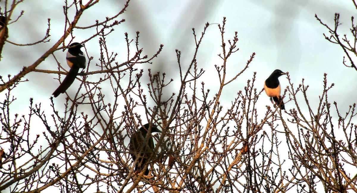 Eurasian Magpie - ML647012377