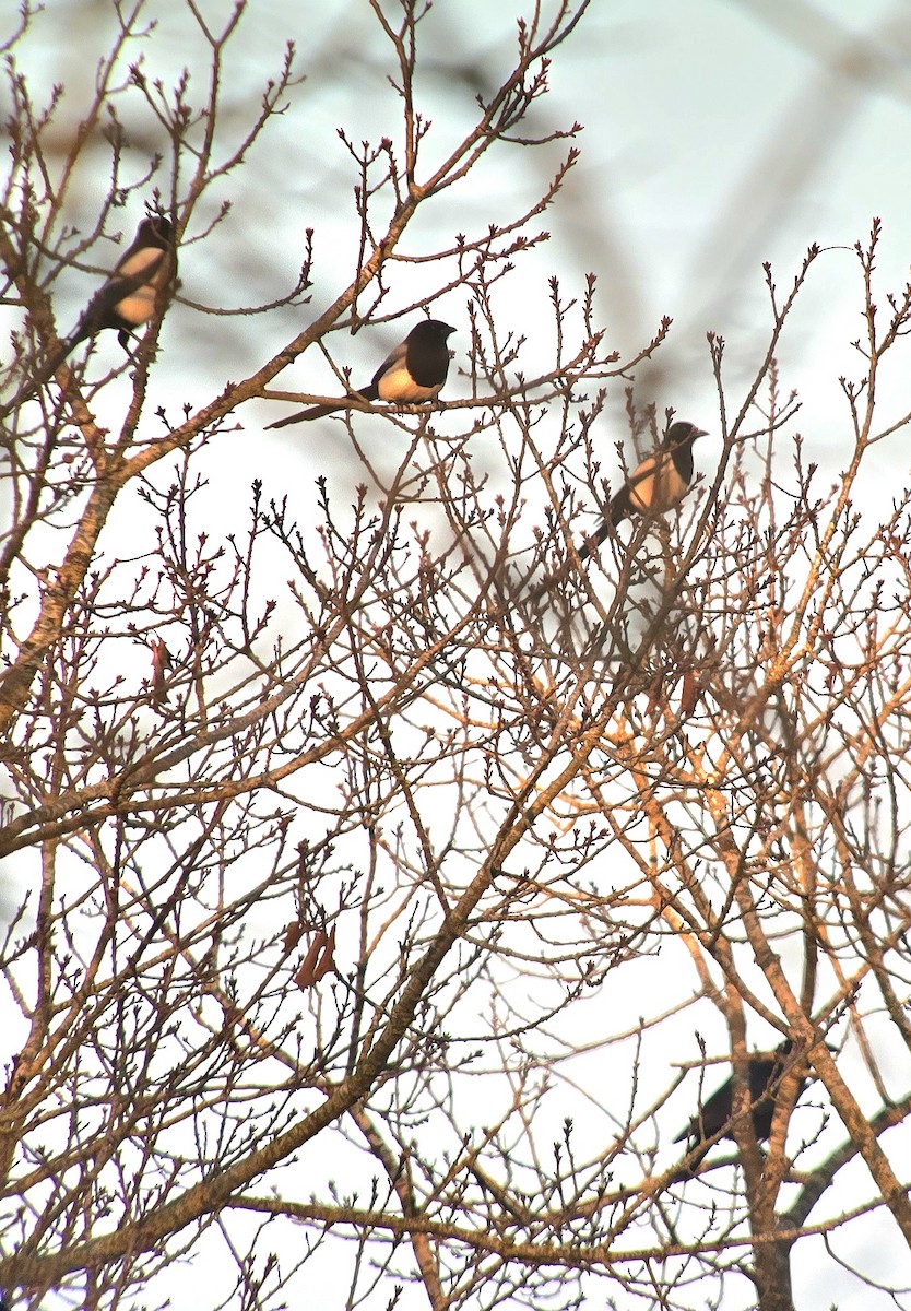 Eurasian Magpie - ML647012378