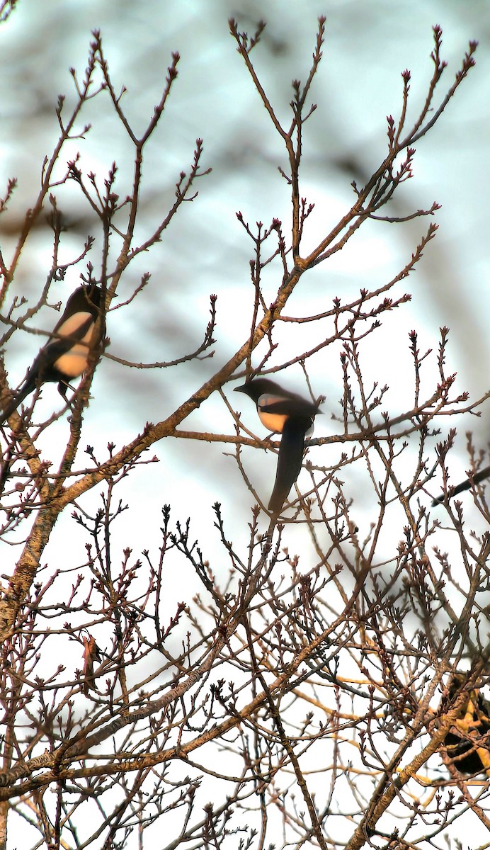 Eurasian Magpie - ML647012379