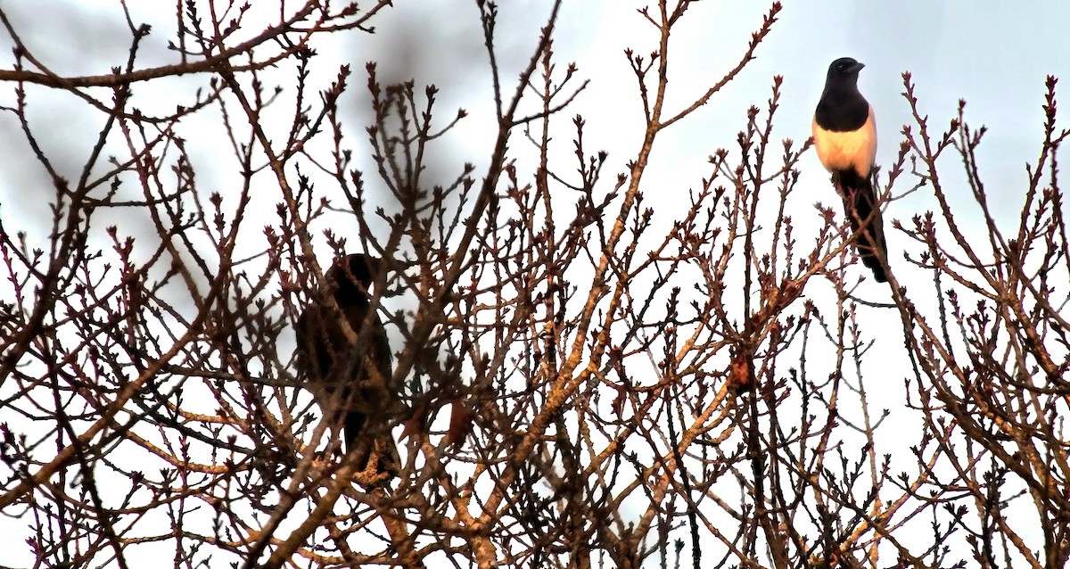 Eurasian Magpie - ML647012380