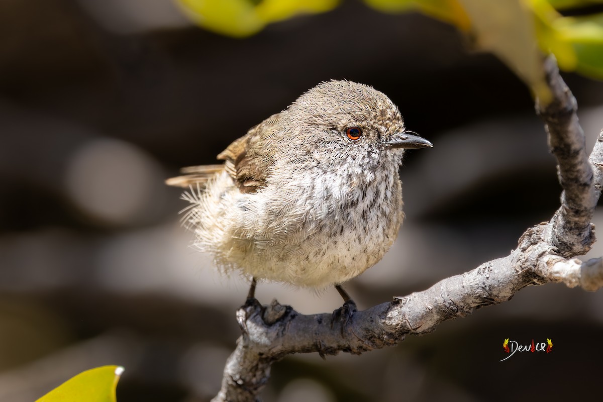 Inland Thornbill - ML647012387