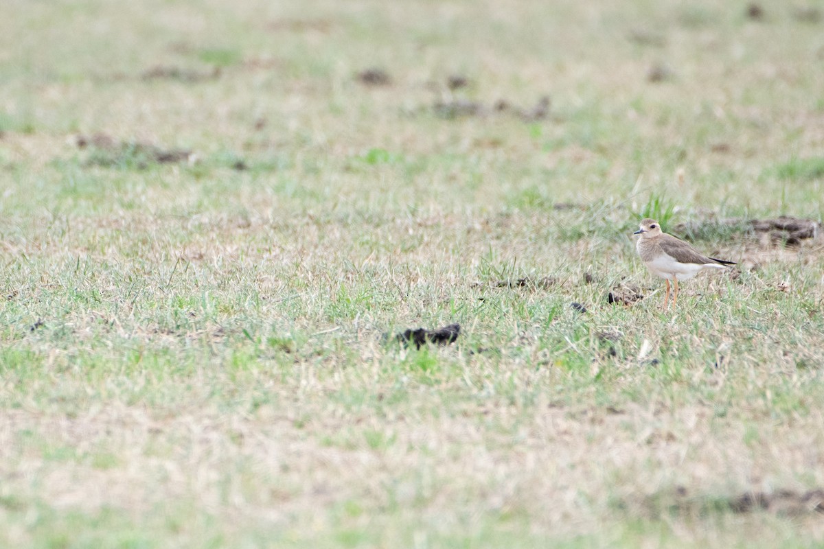 Пісочник довгоногий - ML647012397