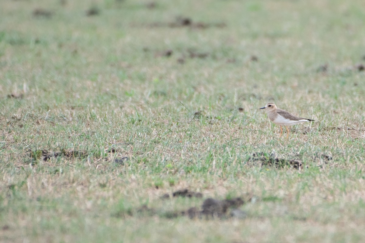 Пісочник довгоногий - ML647012398