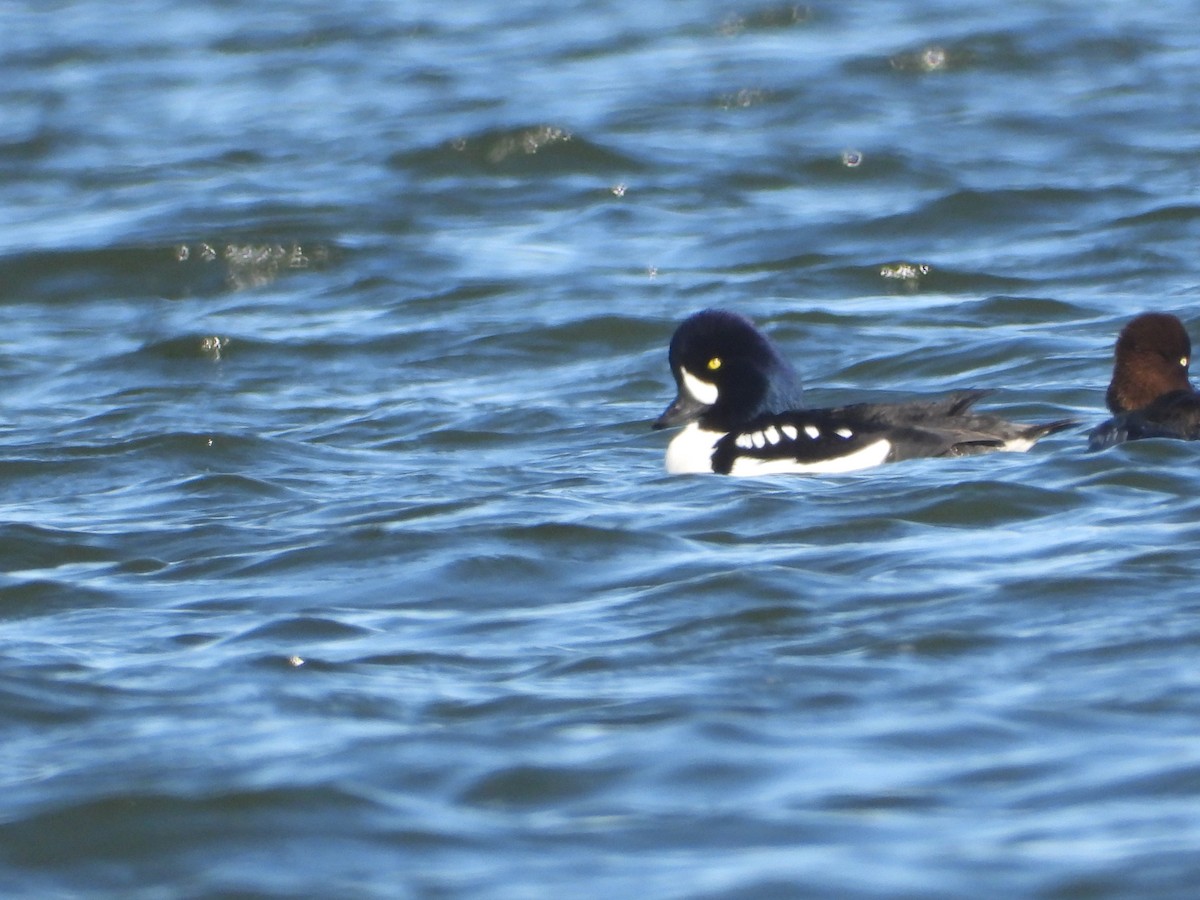 Barrow's Goldeneye - ML647012421
