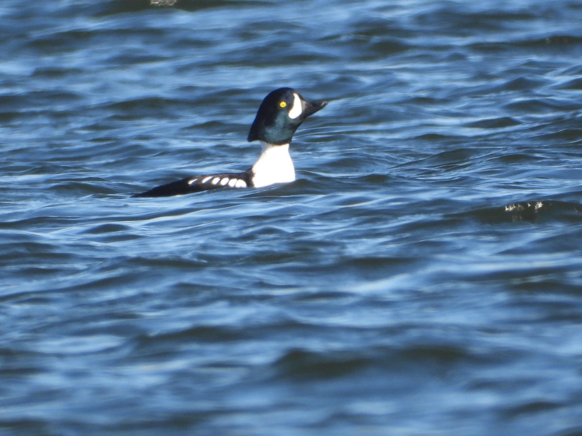 Barrow's Goldeneye - ML647012427