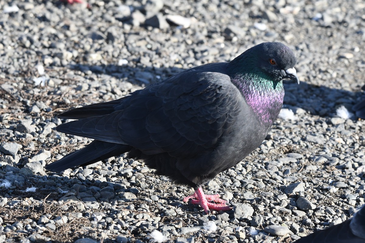 יונת בית - ML647012429