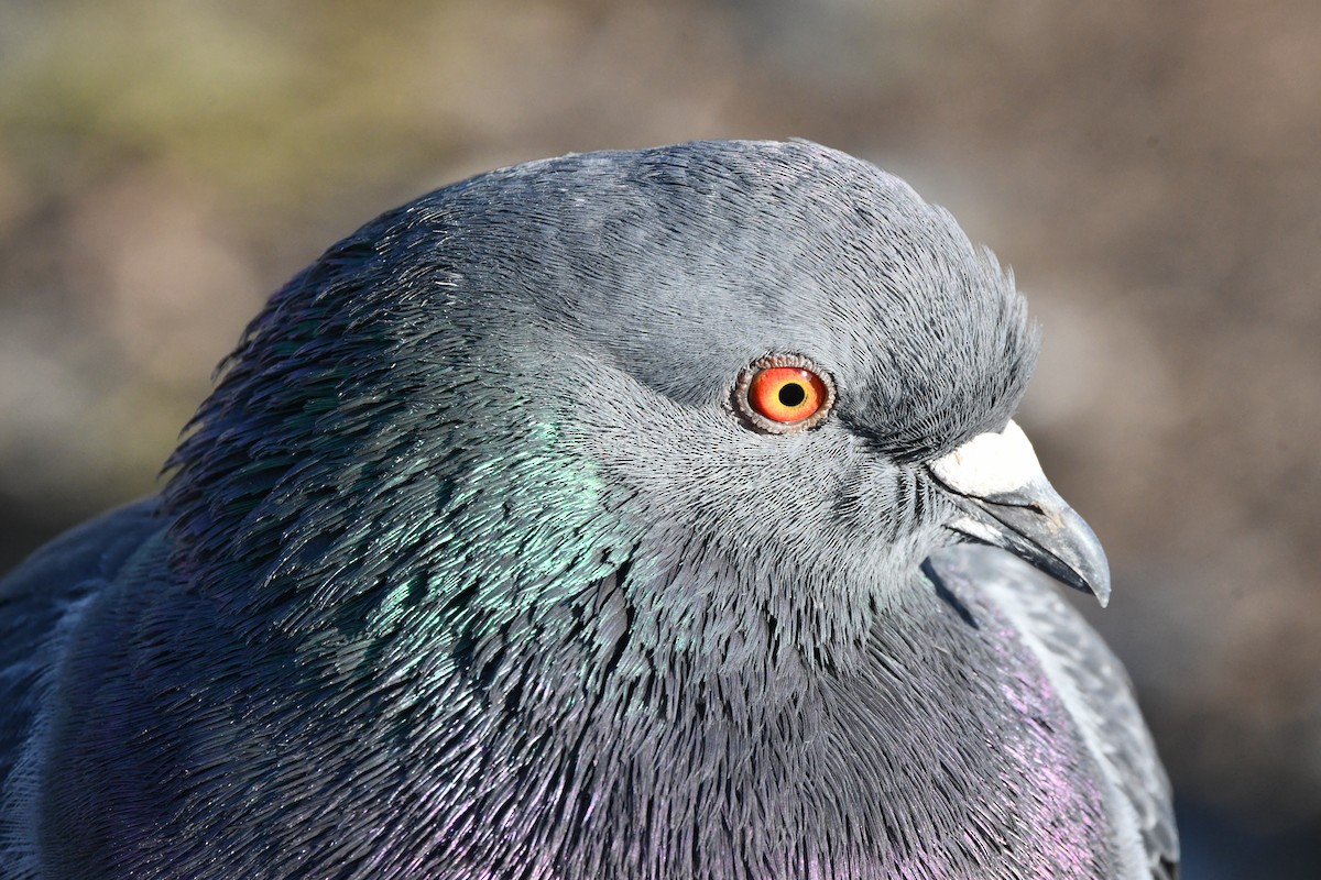 יונת בית - ML647012430