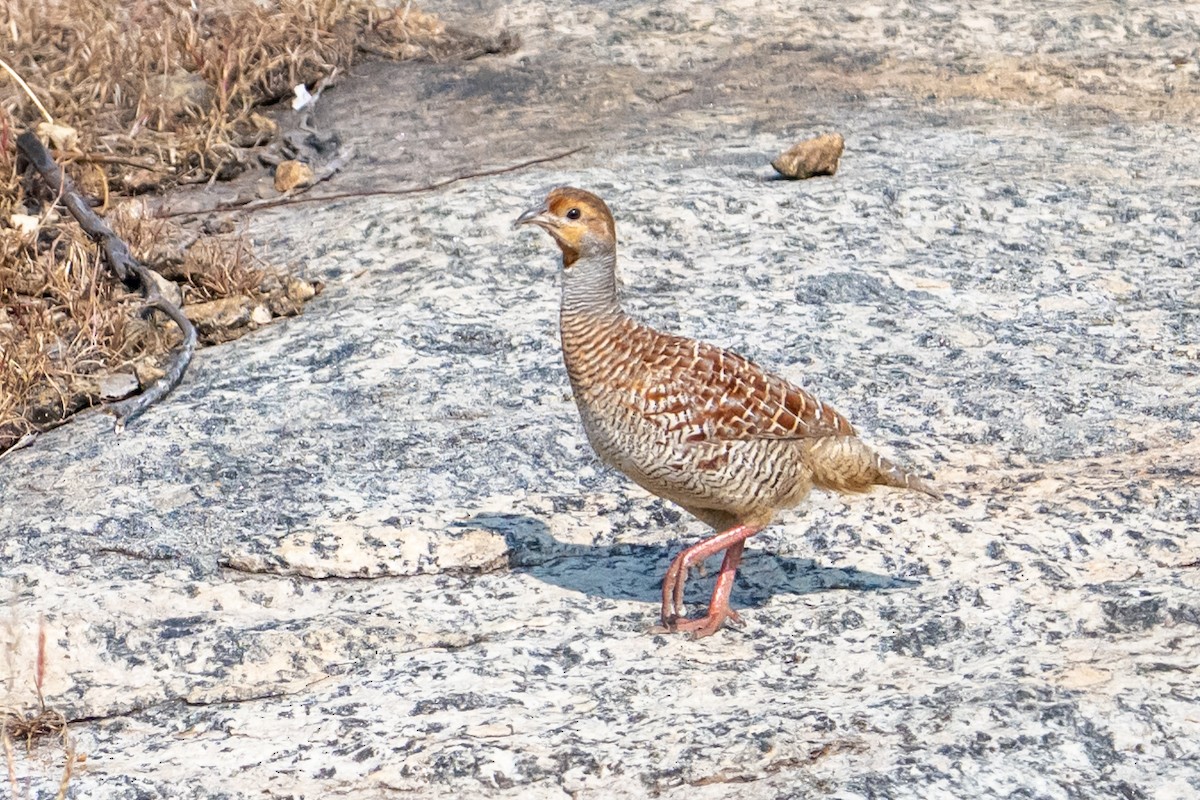Gray Francolin - ML647012431