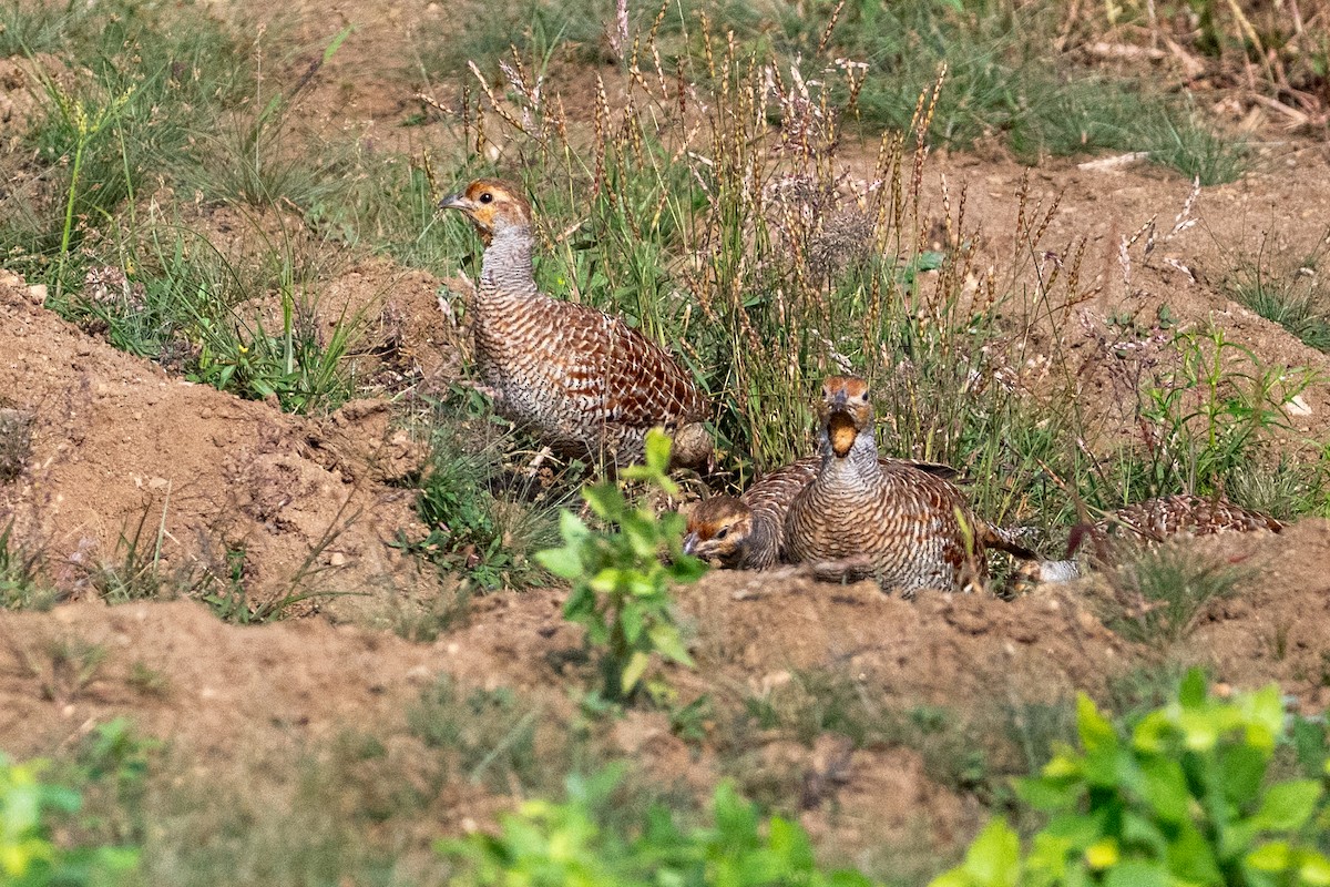 Gray Francolin - ML647012432