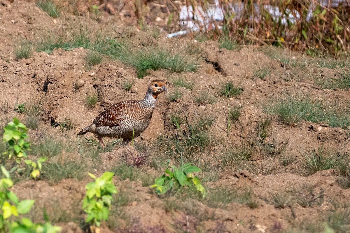 Gray Francolin - ML647012433