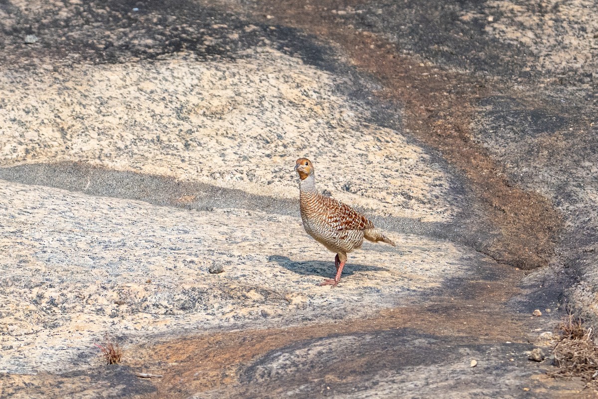 Gray Francolin - ML647012434