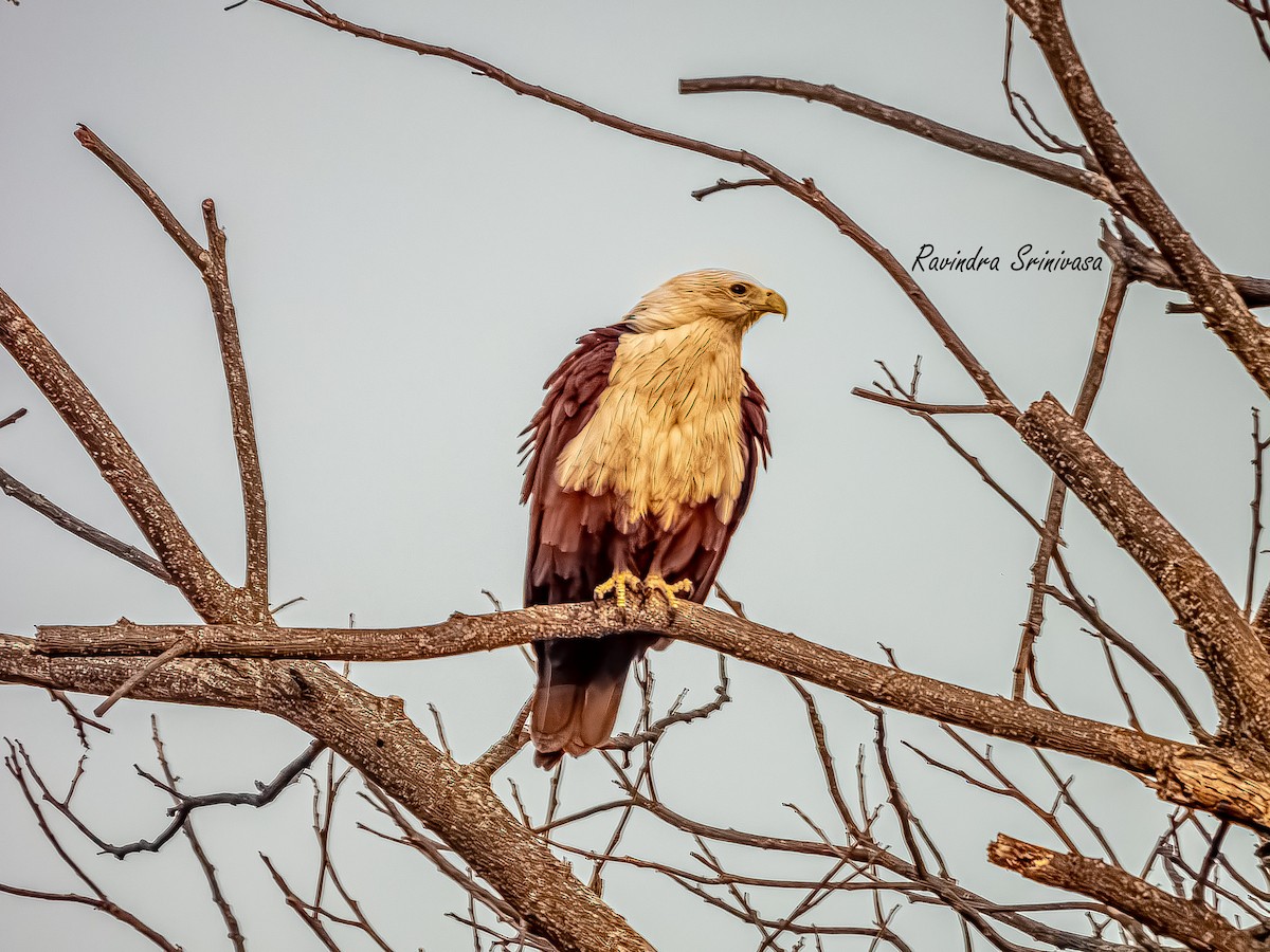 Brahminy Kite - ML647012438