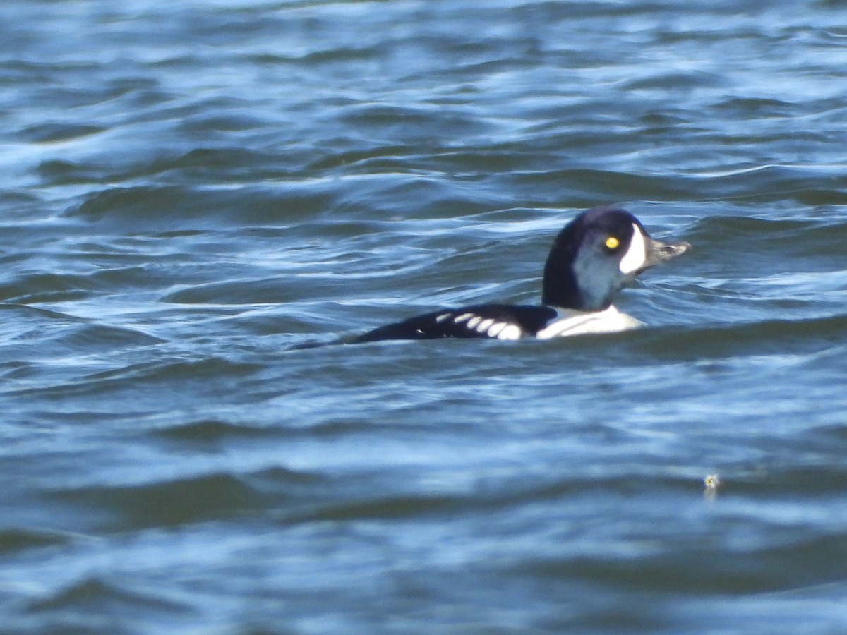Barrow's Goldeneye - ML647012445