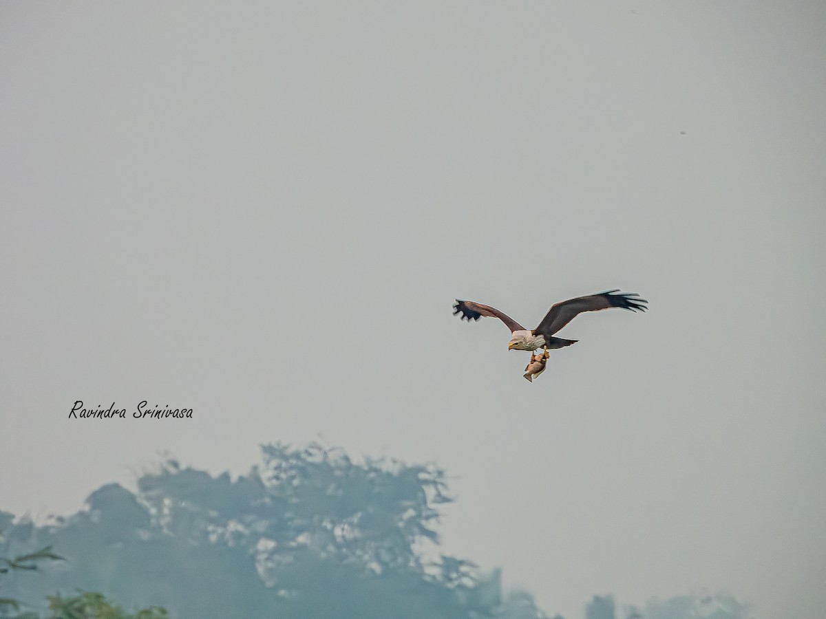 Brahminy Kite - ML647012454
