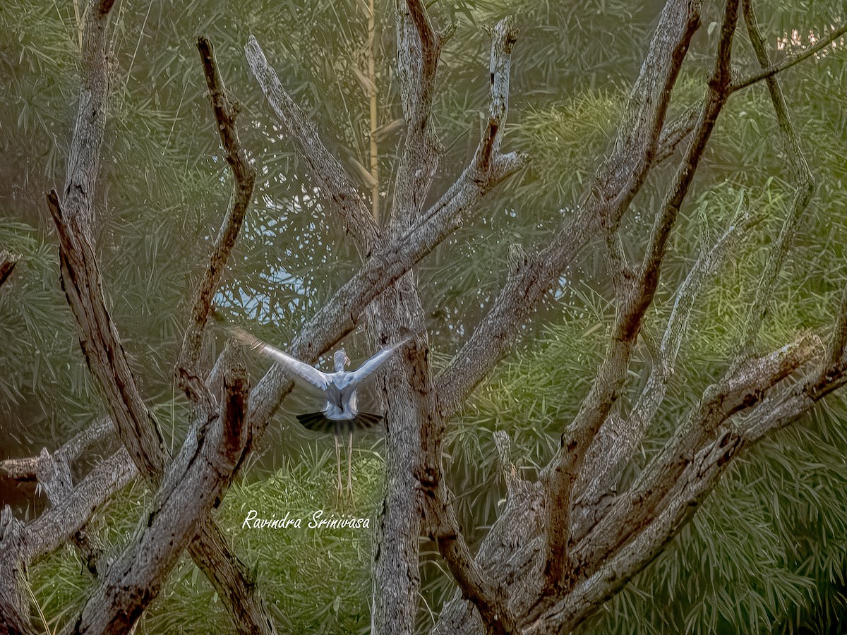 Asian Openbill - ML647012457