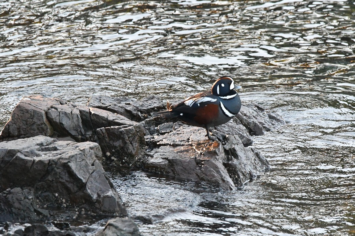 Ahate arlekina - ML647012458