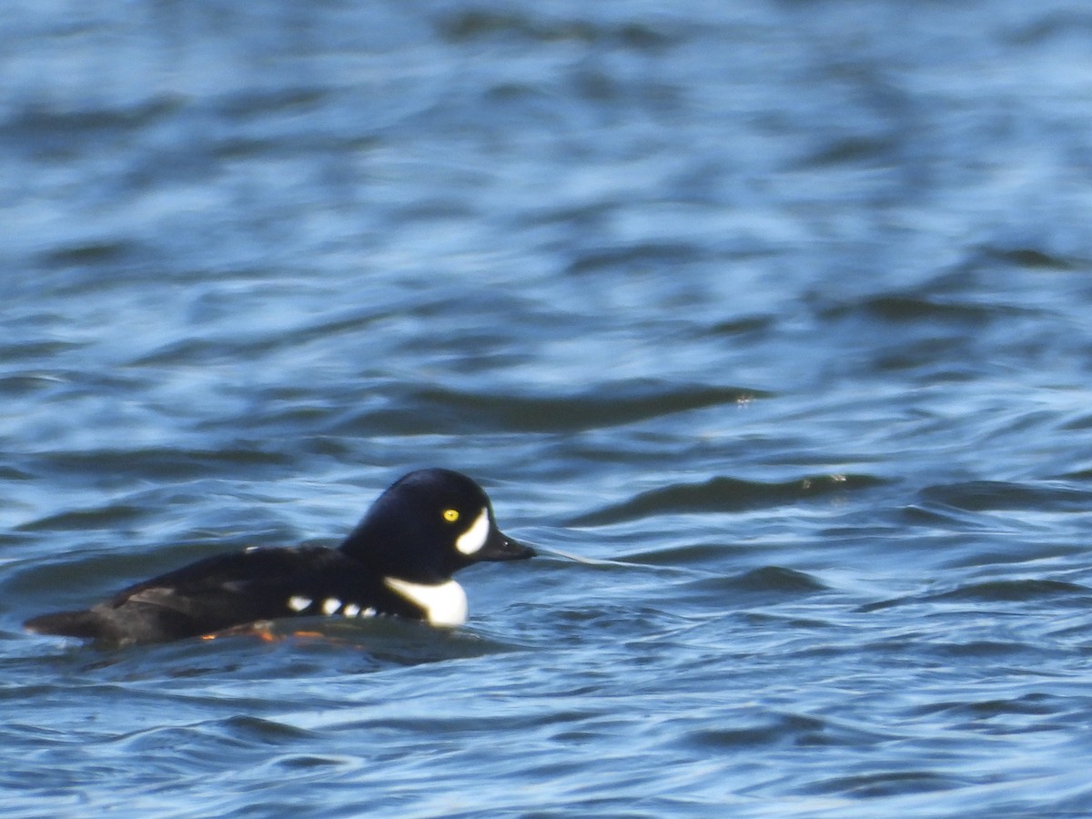 Barrow's Goldeneye - ML647012462