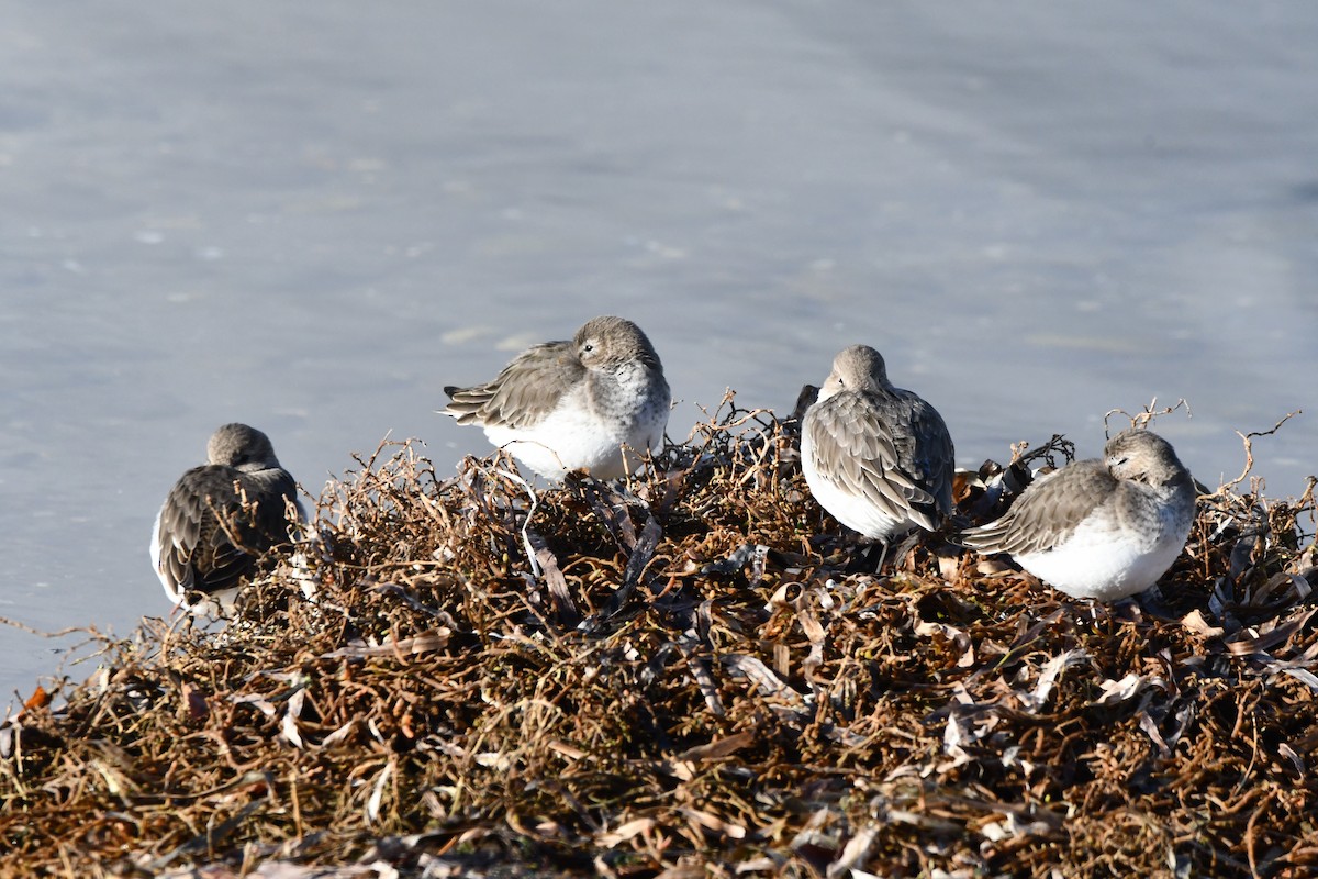 黑腹濱鷸 - ML647012471
