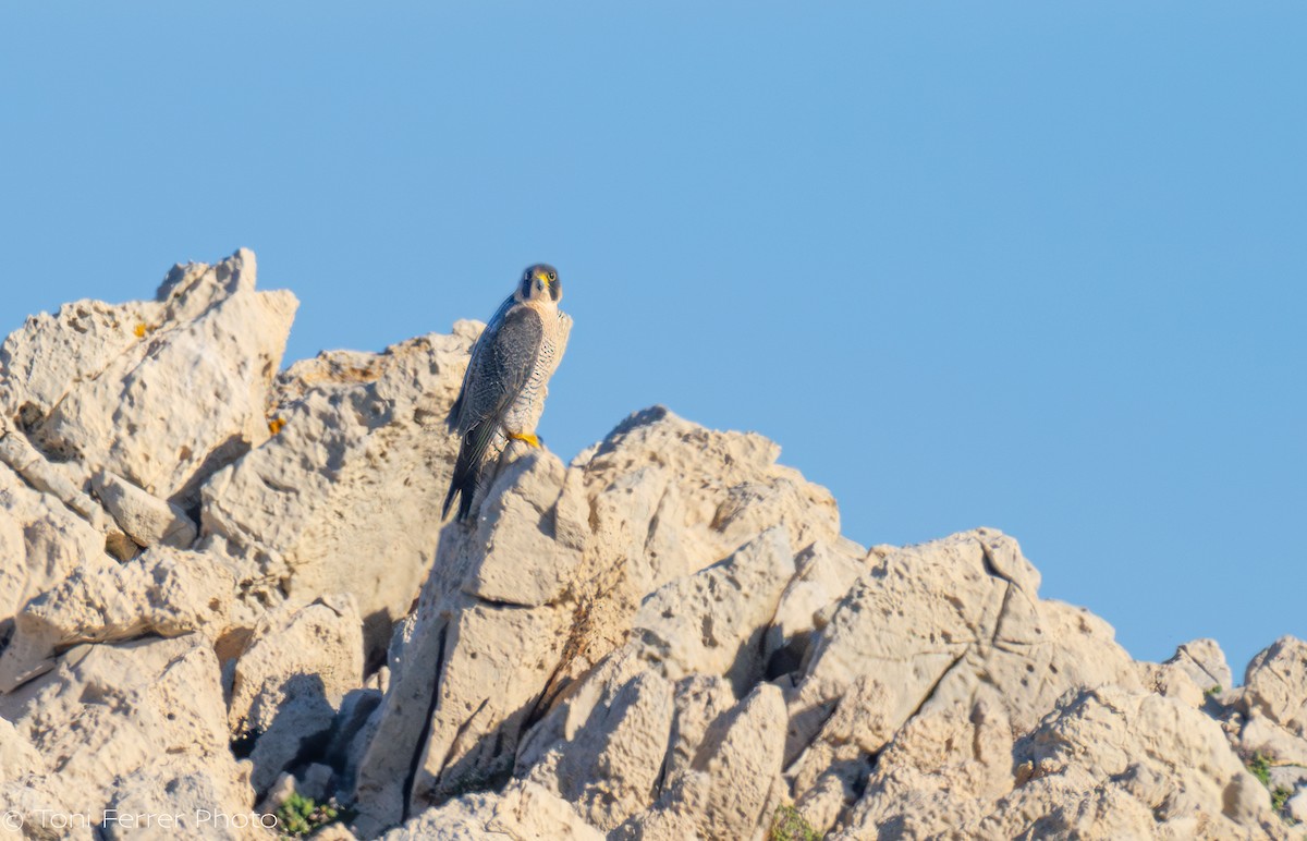 Peregrine Falcon - ML647012472