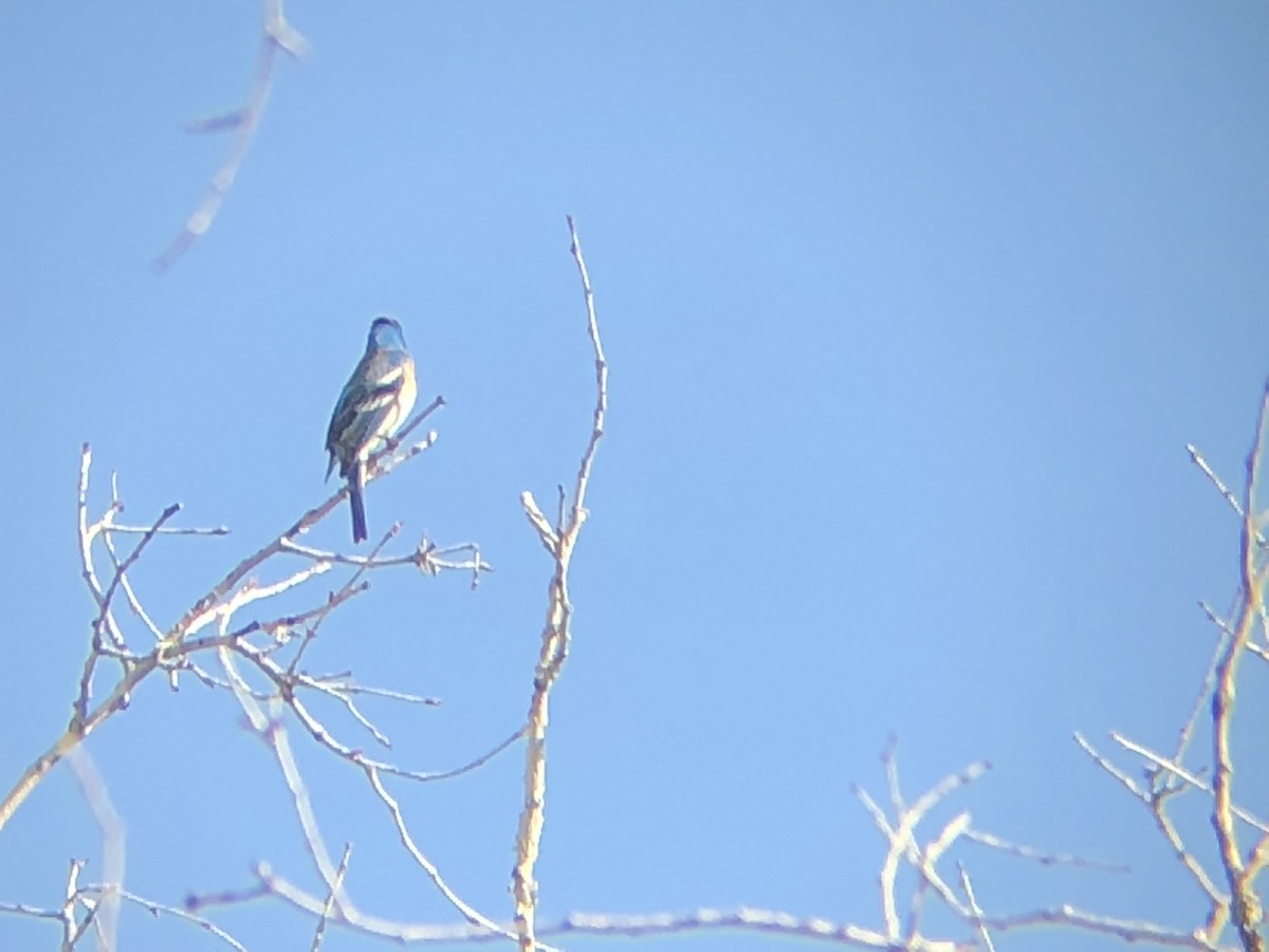 Лазурный колорин - ML647012477