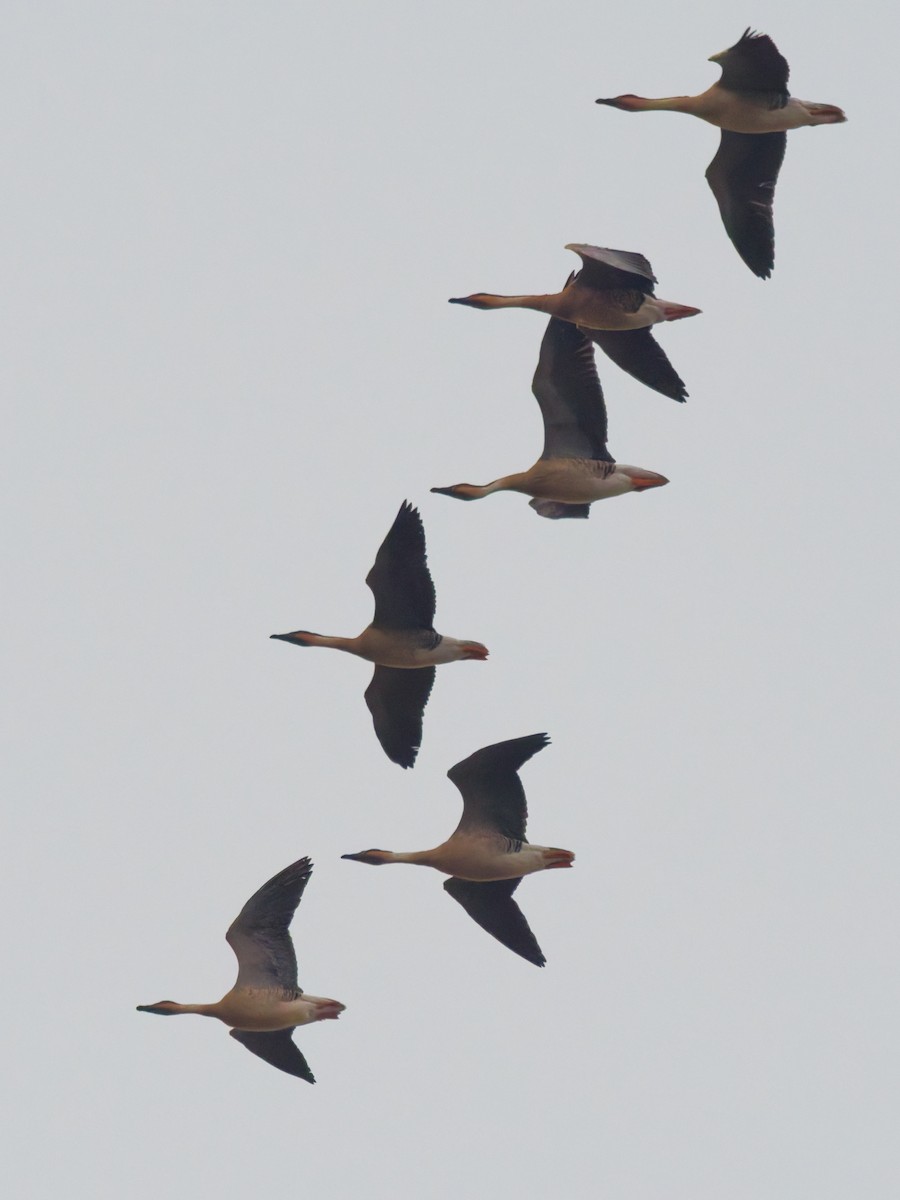 Ánsar Cisnal - ML647012496