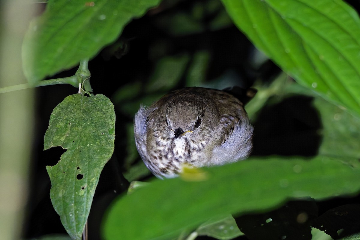 Grauwangen-Musendrossel - ML647012497