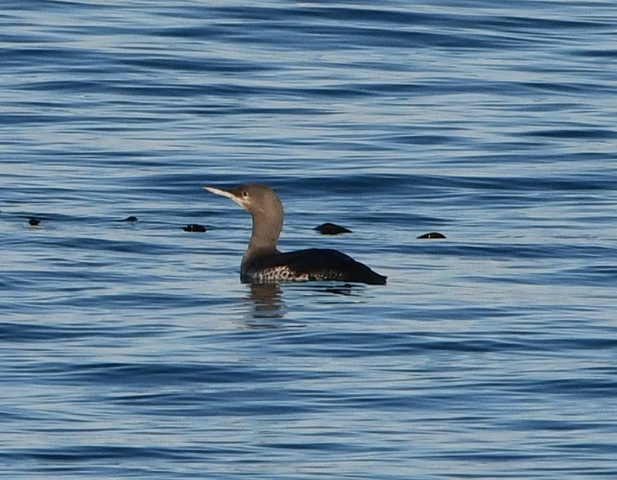 Plongeon catmarin - ML647012498