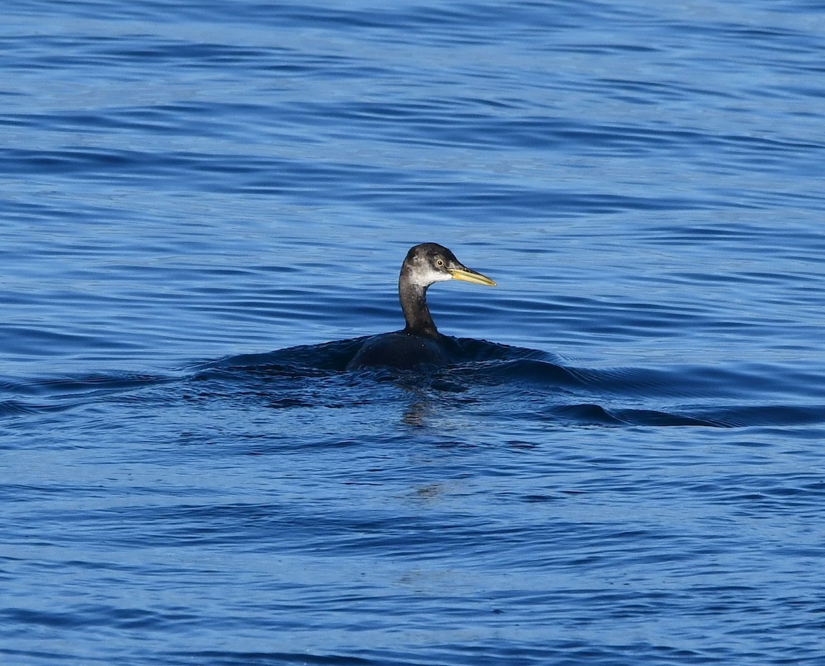 Somormujo Cuellirrojo - ML647012503
