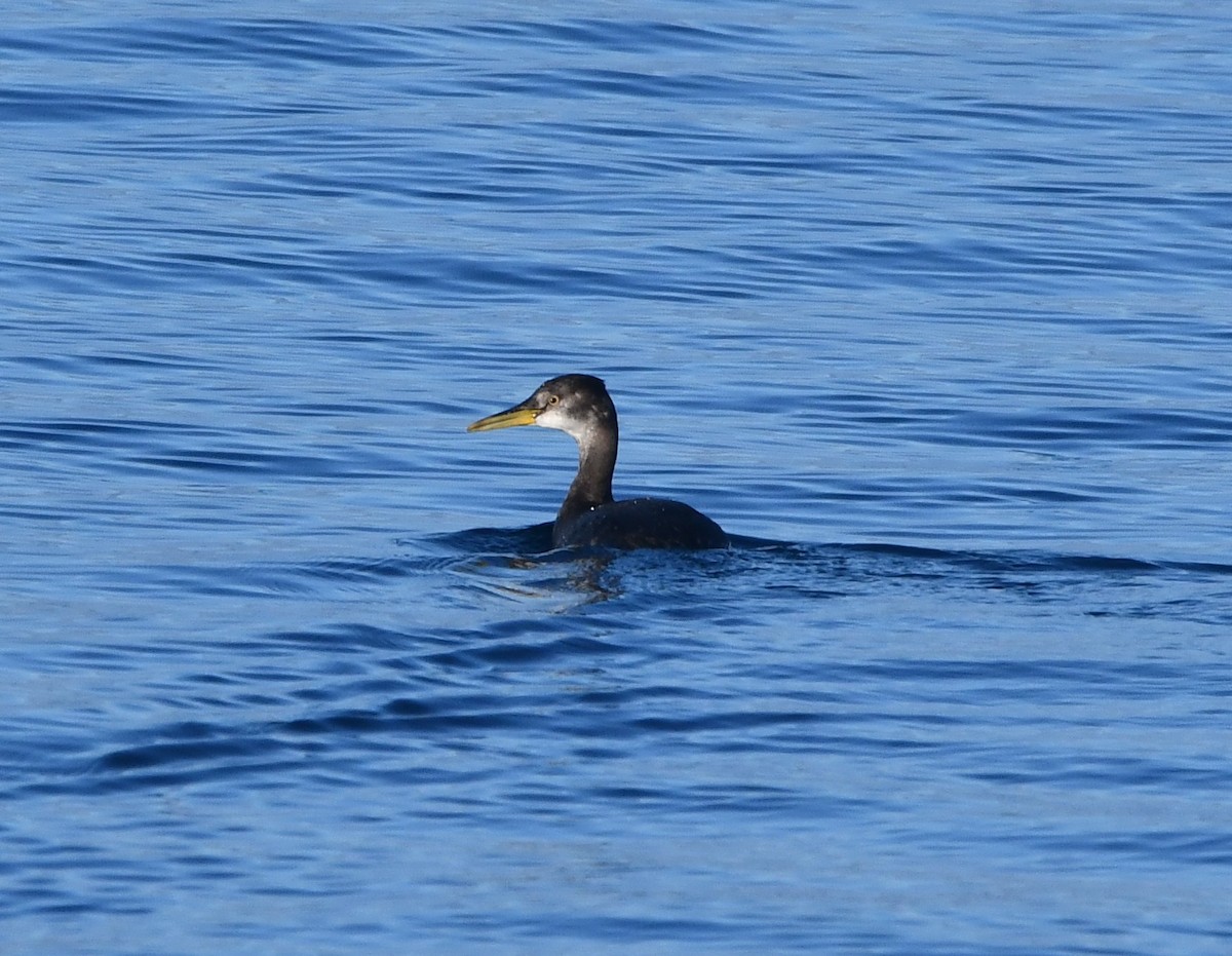 Somormujo Cuellirrojo - ML647012504