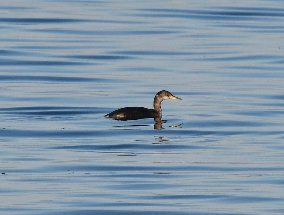 Somormujo Cuellirrojo - ML647012505